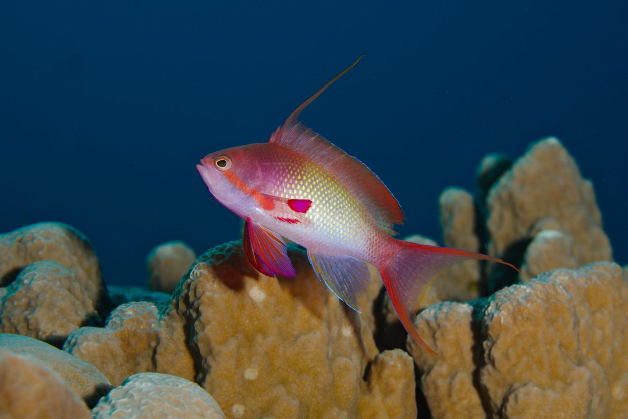 Wadi Sabarah Lodge Marsa Alam 外观 照片